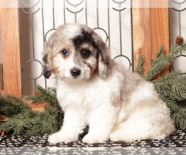 Medium Photo #15 Poochon Puppy For Sale in NAPLES, FL, USA