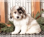 Small Photo #15 Poochon Puppy For Sale in NAPLES, FL, USA