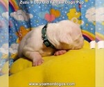 Small #20 Dogo Argentino