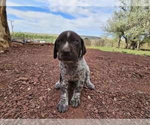 Medium German Shorthaired Pointer