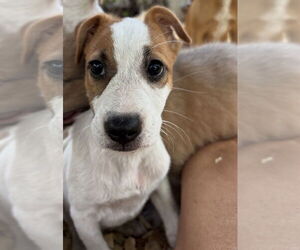 Labrador Retriever-Unknown Mix Dogs for adoption in Oak Bluffs, MA, USA