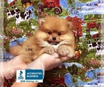 Small Photo #1 Pomeranian Puppy For Sale in WINNSBORO, LA, USA