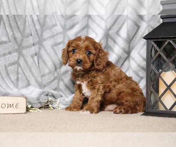 Medium Photo #3 Cavapoo Puppy For Sale in FREDERICKSBG, OH, USA