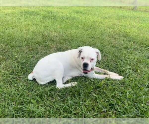Medium Photo #1 American Pit Bull Terrier-Unknown Mix Puppy For Sale in Germantown, OH, USA