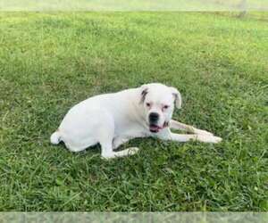 Medium American Pit Bull Terrier Mix