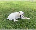 Small American Pit Bull Terrier Mix