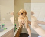 Small Photo #4 Golden Retriever Puppy For Sale in SELMA, CA, USA