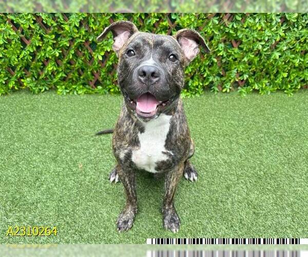 Medium Photo #1 American Pit Bull Terrier Puppy For Sale in West Palm Beach, FL, USA