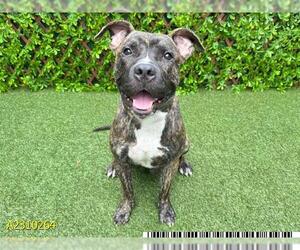 American Pit Bull Terrier Dogs for adoption in West Palm Beach, FL, USA