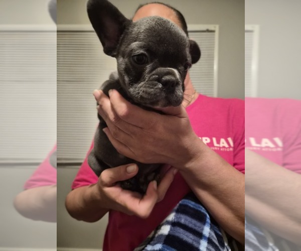 Medium Photo #13 French Bulldog Puppy For Sale in SNELLVILLE, GA, USA