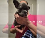 Frenchie - Male French Bulldog Puppy for Sale - Photo #13