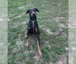 Small #7 Doberman Pinscher
