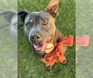 Mutt Dogs for adoption in Downey, CA, USA