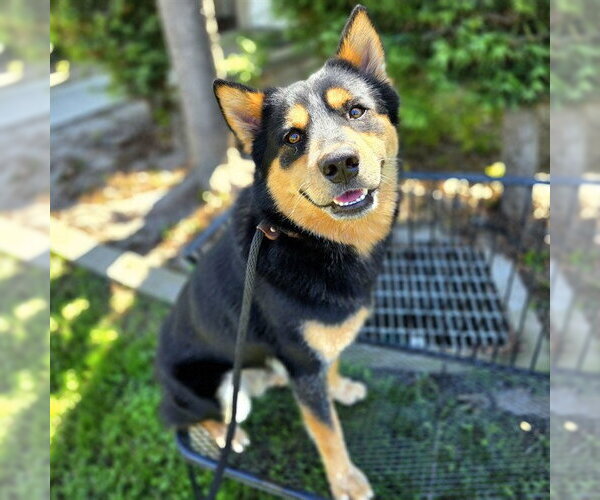 Medium Photo #1 Australian Kelpie-Unknown Mix Puppy For Sale in Long Beach, CA, USA