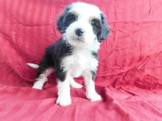 Miniature Bernedoodle Puppy for sale in DUNDEE, OH, USA