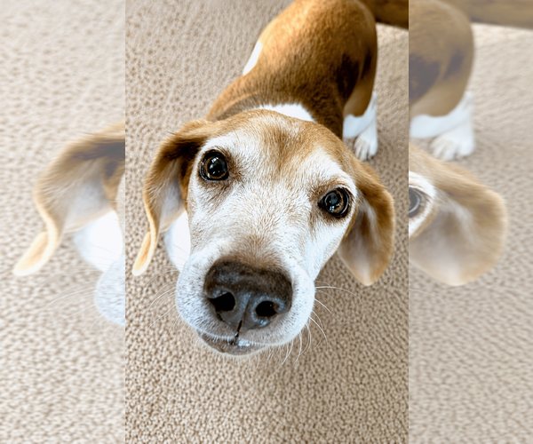 Medium Photo #11 Beagle Puppy For Sale in Dunnellon, FL, USA