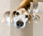 Small #10 Beagle