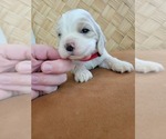 Puppy 4 Cocker Spaniel