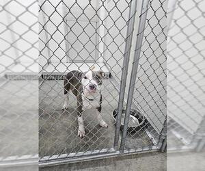 American Pit Bull Terrier-Unknown Mix Dogs for adoption in Temple, TX, USA