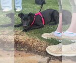 Small #15 Labrador Retriever Mix
