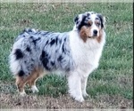 Small #2 Australian Shepherd