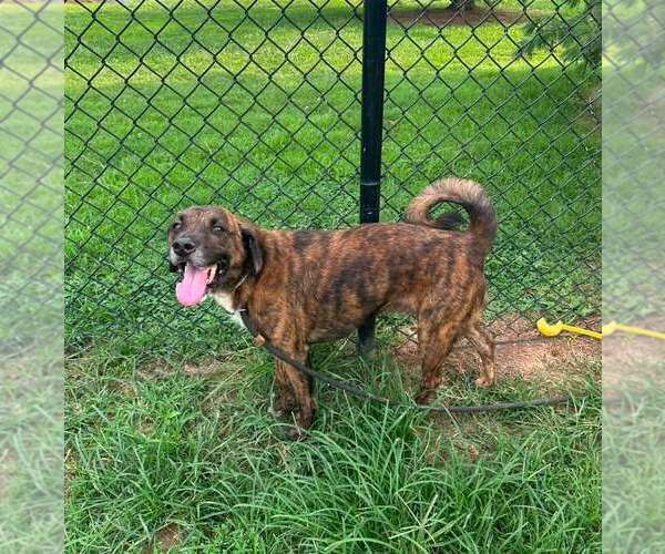 Medium Photo #9 Mutt Puppy For Sale in Evansville, IN, USA