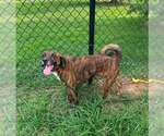 Small #8 Mutt