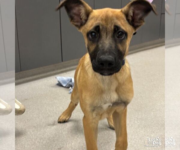 Medium Photo #4 Black Mouth Cur-Unknown Mix Puppy For Sale in Washington, DC, USA