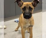 Small #3 Black Mouth Cur Mix