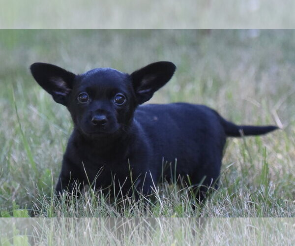 Medium Photo #9 Chihuahua Puppy For Sale in Mechanicsburg, PA, USA