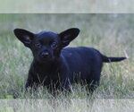 Small #8 Chihuahua