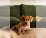Small #1 Mutt