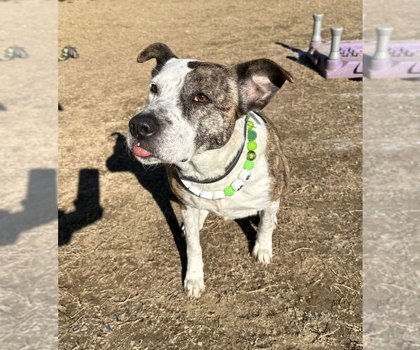 Medium Photo #5 Mutt Puppy For Sale in Evansville, IN, USA