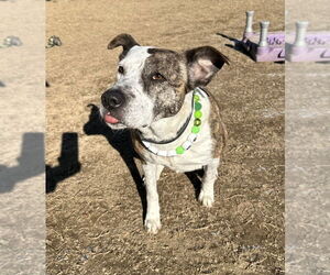 Grace - Female Mutt Dog for Adoption - Photo #5