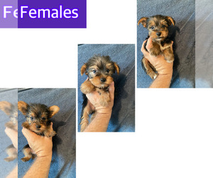 Yorkshire Terrier Puppy for sale in AMSTERDAM, MO, USA