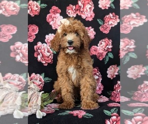 Cavapoo Puppy for sale in QUARRYVILLE, PA, USA