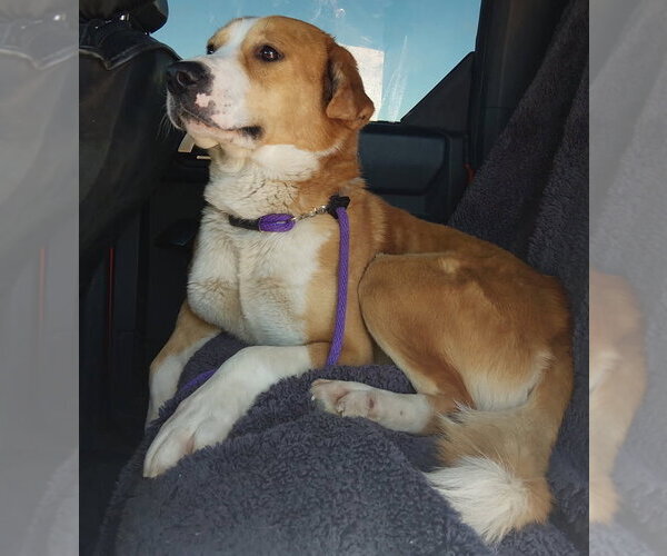 Medium Photo #2 Border Collie-Unknown Mix Puppy For Sale in Las Vegas, NM, USA