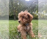 Small Photo #18 Poodle (Miniature) Puppy For Sale in DURHAM, CT, USA