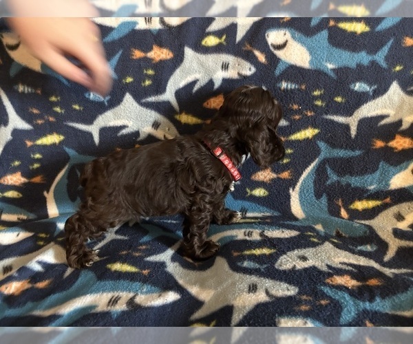 Medium Photo #53 Cocker Spaniel Puppy For Sale in COLBERT, GA, USA