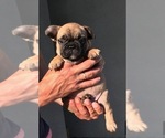 Small Photo #1 French Bulldog Puppy For Sale in COSTA MESA, CA, USA