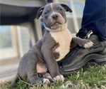 Puppy 1 American Bully