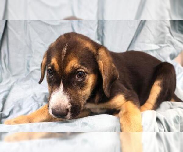 Medium Photo #1 Mutt Puppy For Sale in Thief River Falls, MN, USA