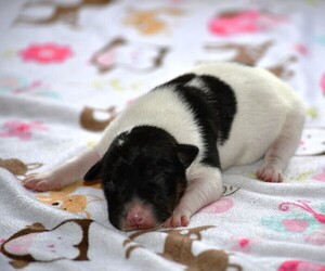 Medium Rat Terrier