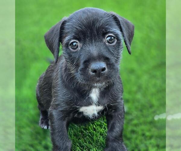 Medium Photo #1 Mutt Puppy For Sale in San Diego, CA, USA