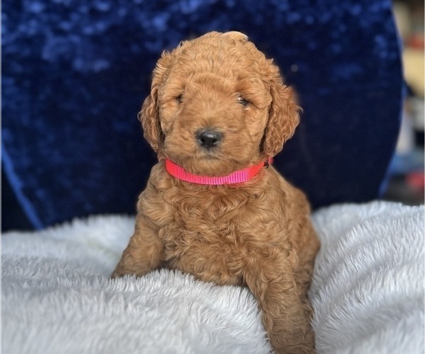 Medium Photo #15 Goldendoodle (Miniature) Puppy For Sale in SAN FERNANDO, CA, USA