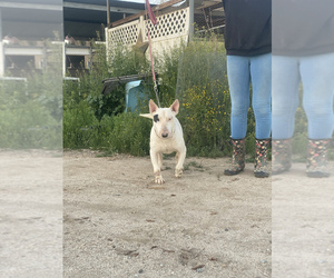Bull Terrier Puppy for Sale in HEMET, California USA