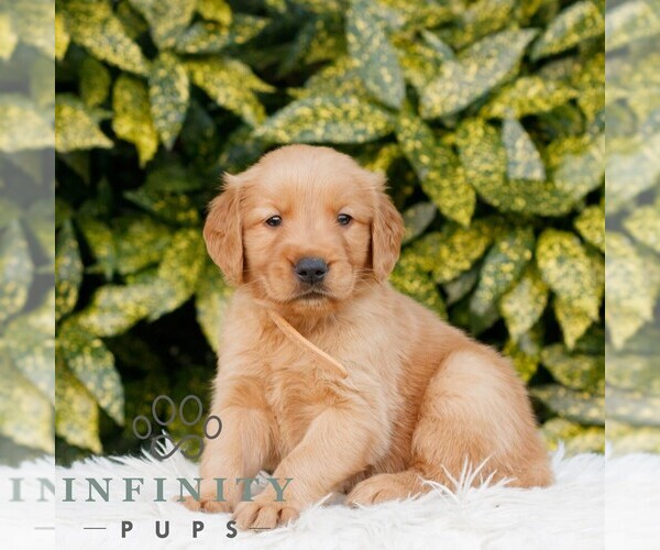 Medium Photo #1 Golden Retriever Puppy For Sale in NEW HOLLAND, PA, USA