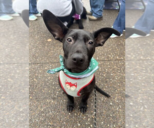 Medium Photo #4 American Pit Bull Terrier-Labrador Retriever Mix Puppy For Sale in Shermans Dale, PA, USA