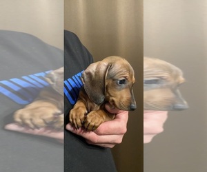 Dachshund Puppy for sale in FOLSOM, CA, USA