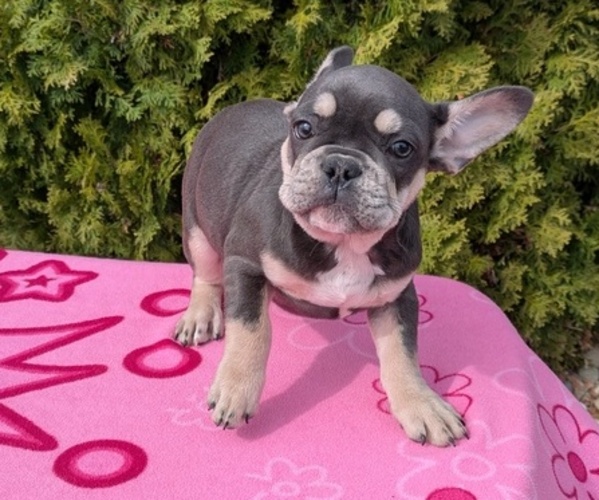 Medium Photo #4 French Bulldog Puppy For Sale in GOSHEN, IN, USA